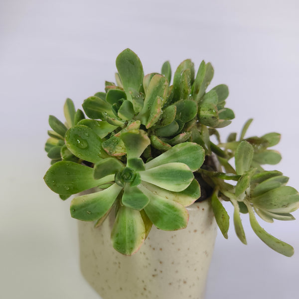 Aeonium ‘White’