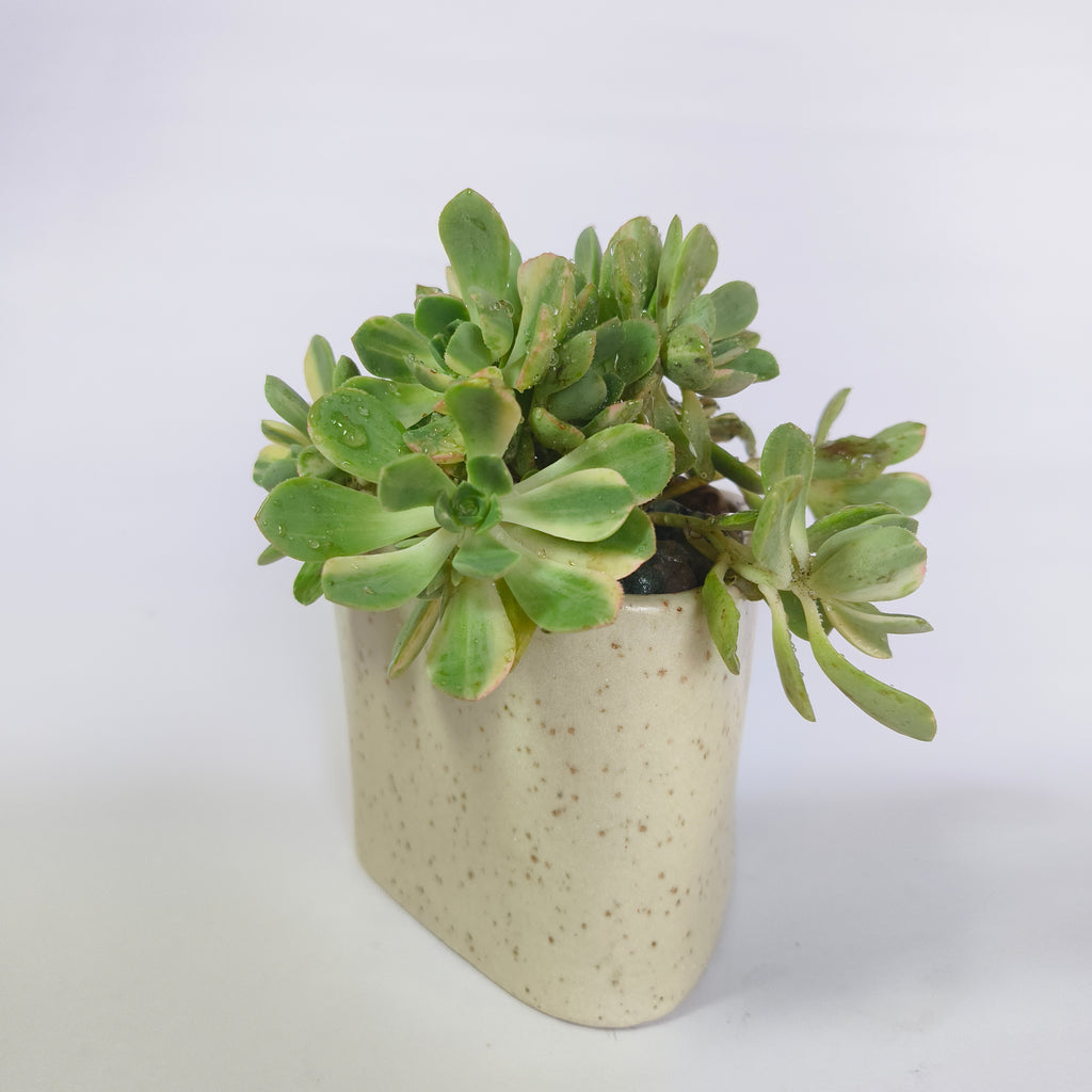 Aeonium ‘White’