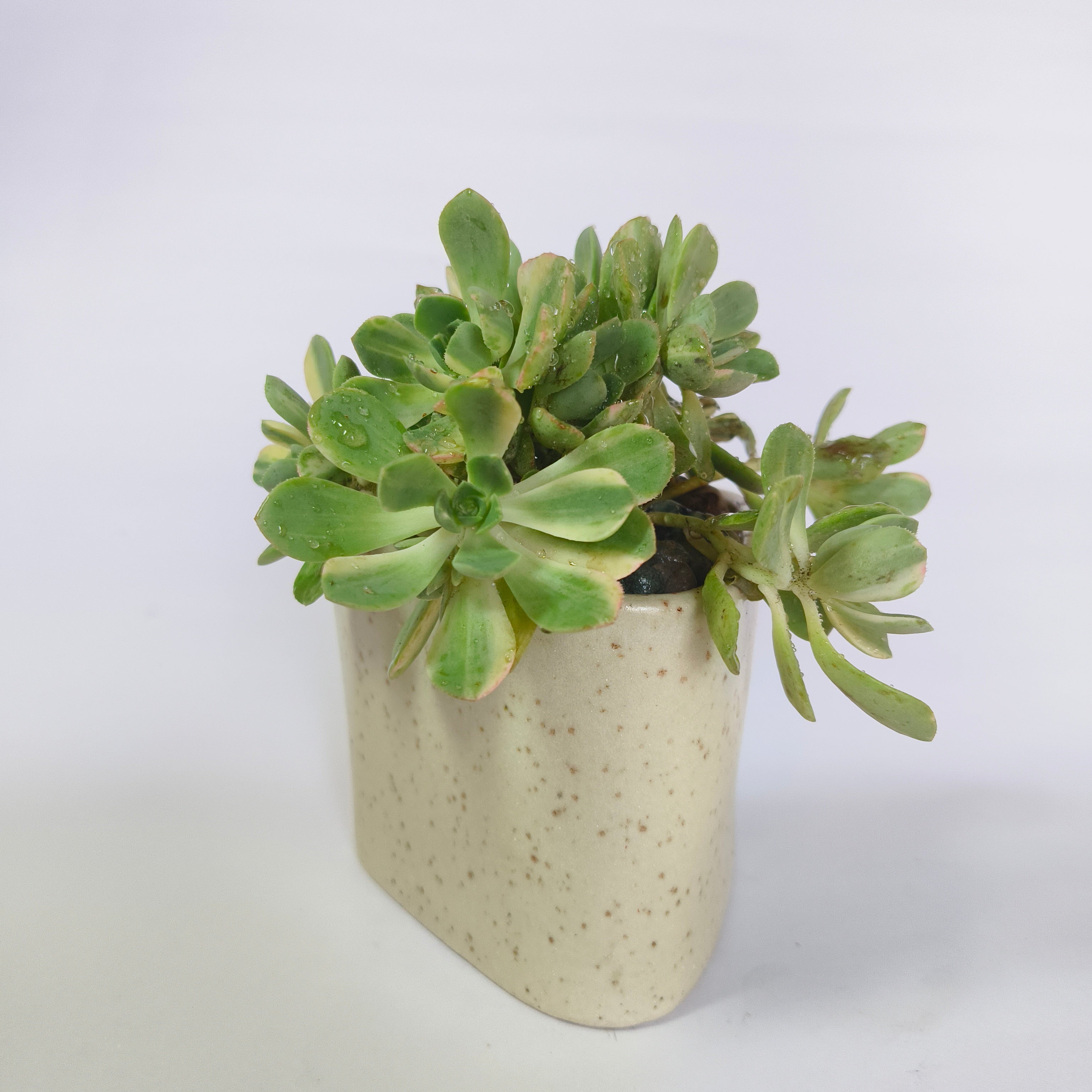 Aeonium ‘White’