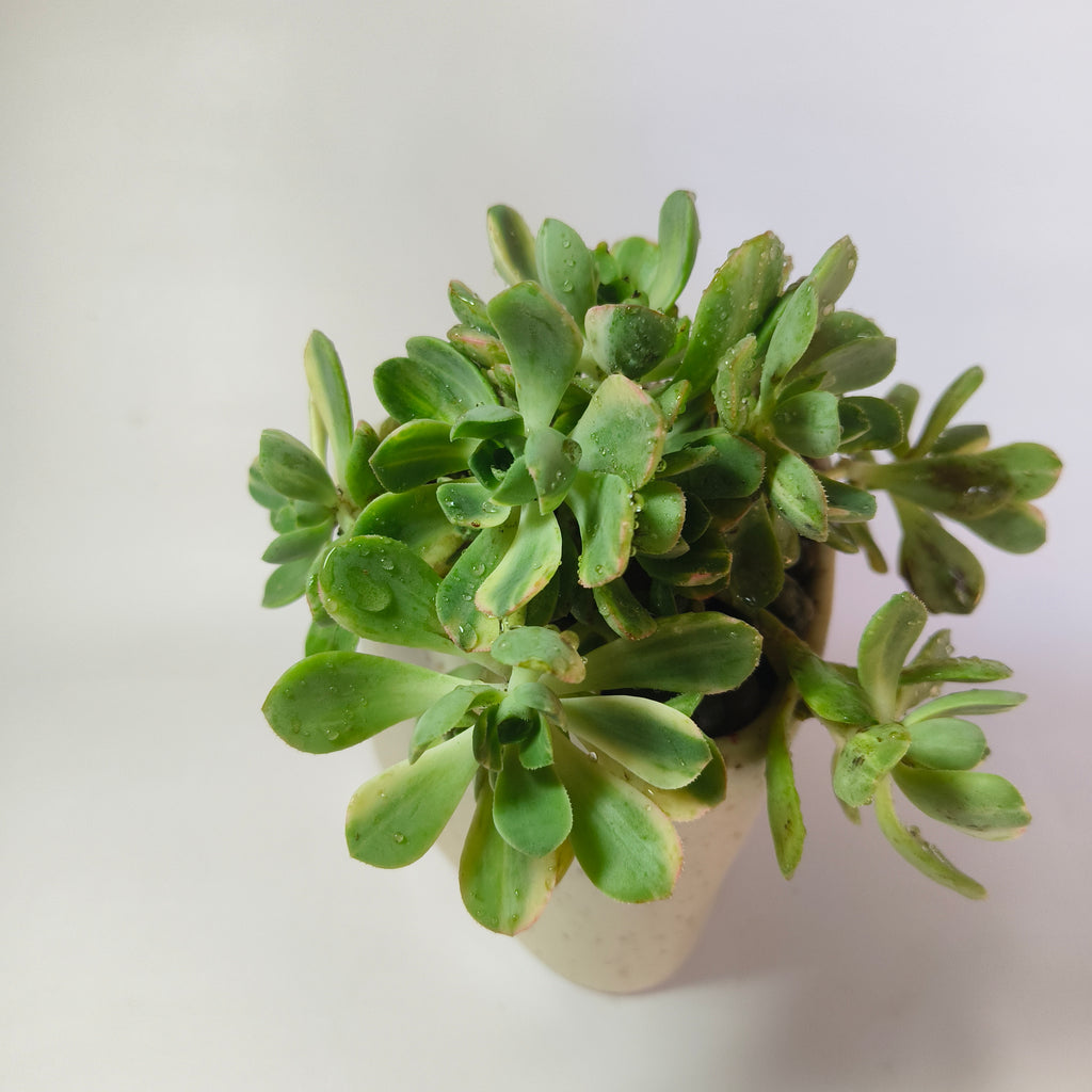Aeonium ‘White’