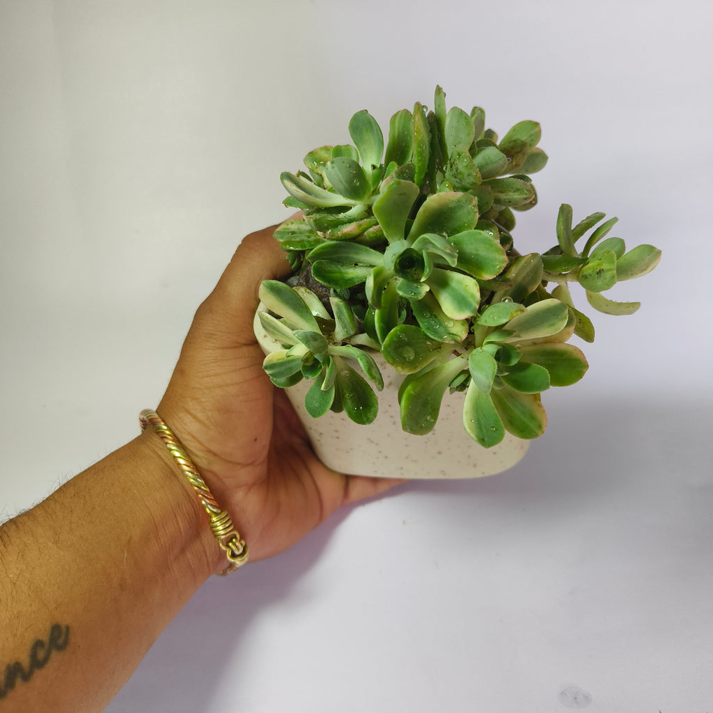 Aeonium ‘White’