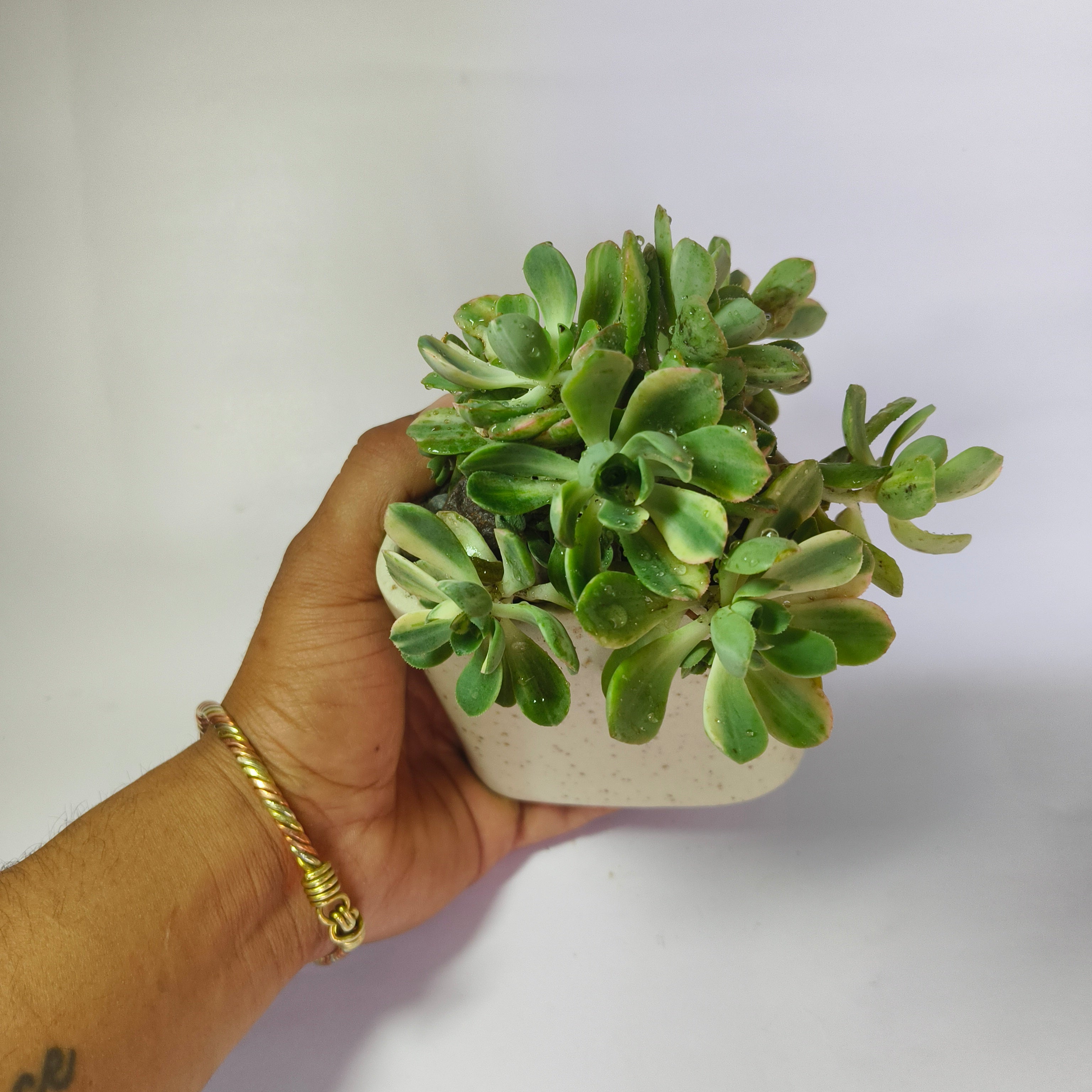 Aeonium ‘White’