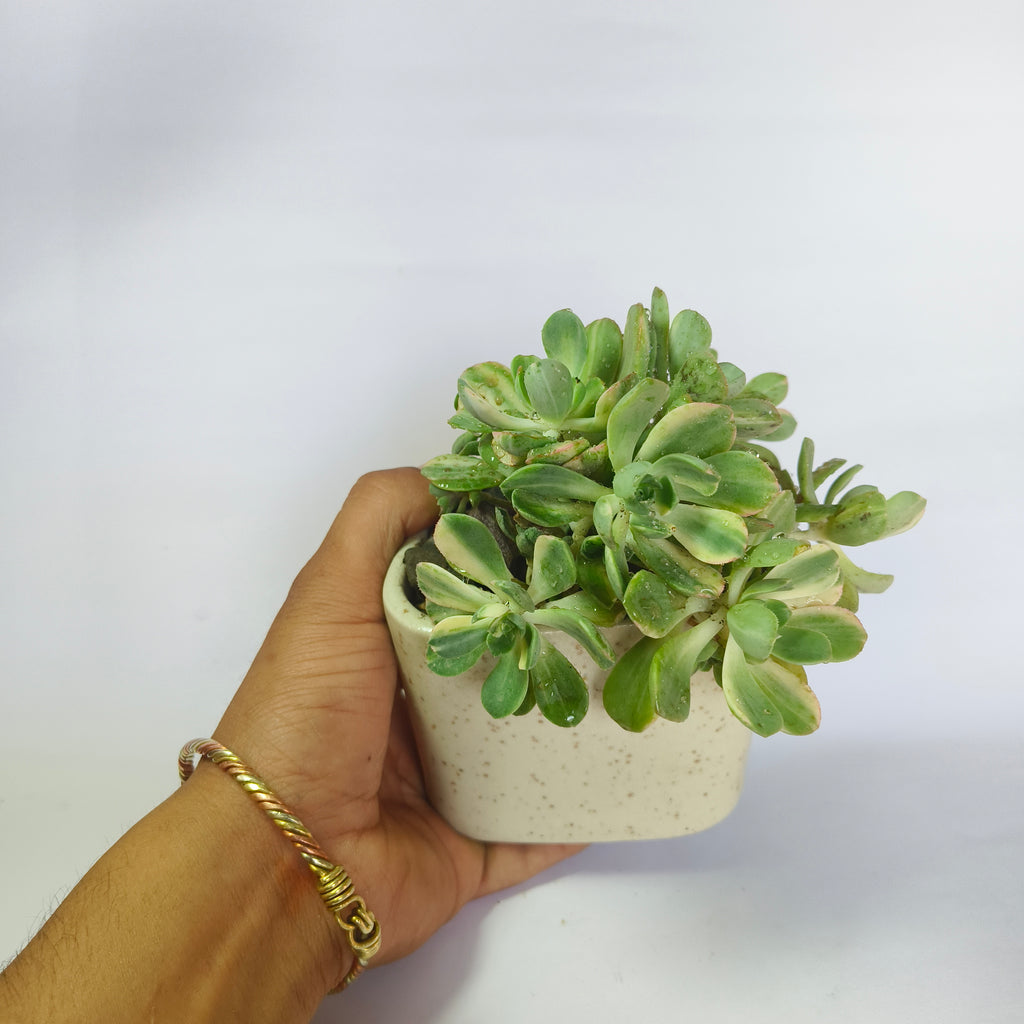 Aeonium ‘White’