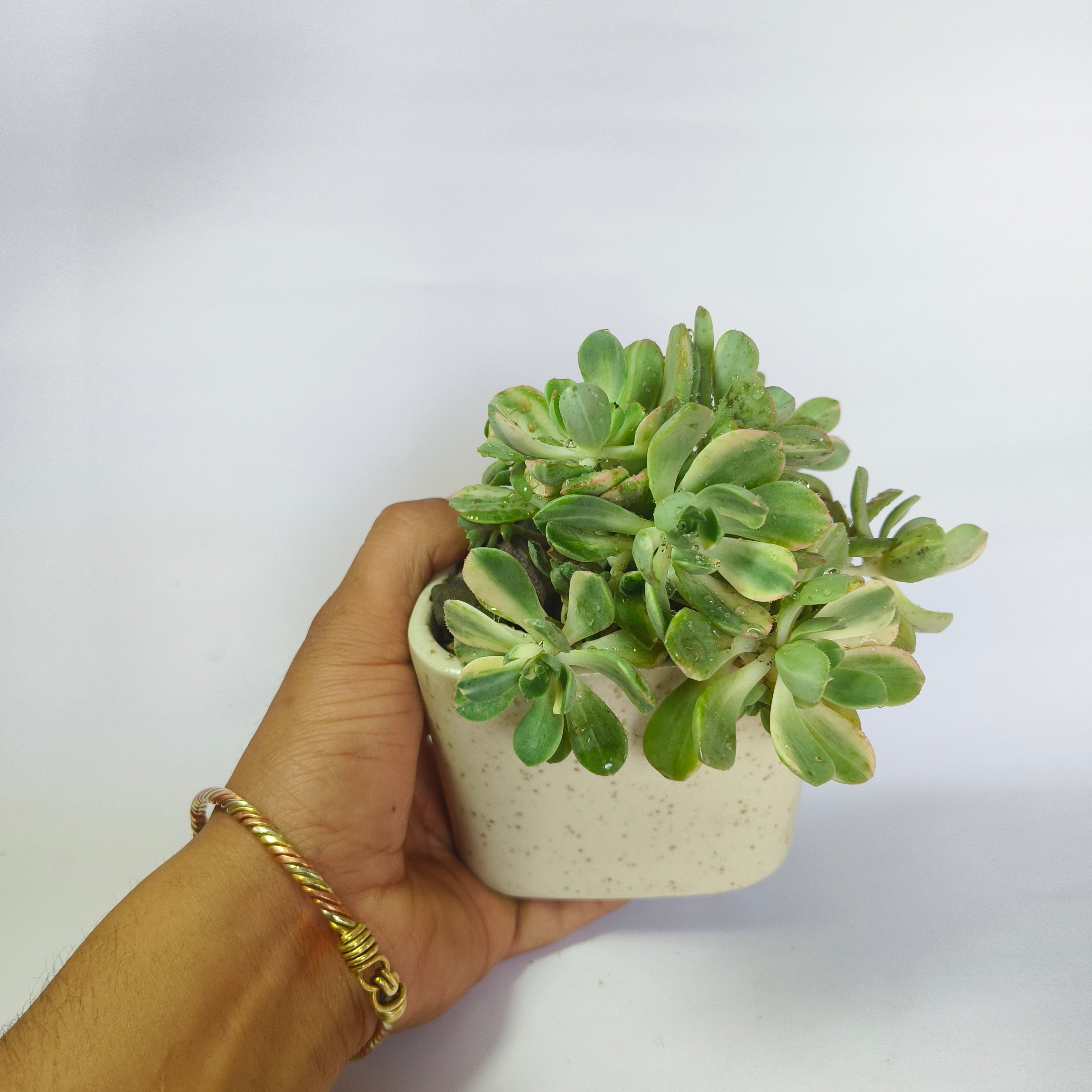 Aeonium ‘White’