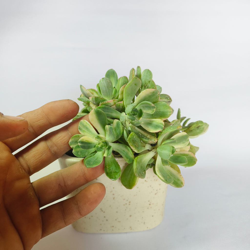 Aeonium ‘White’