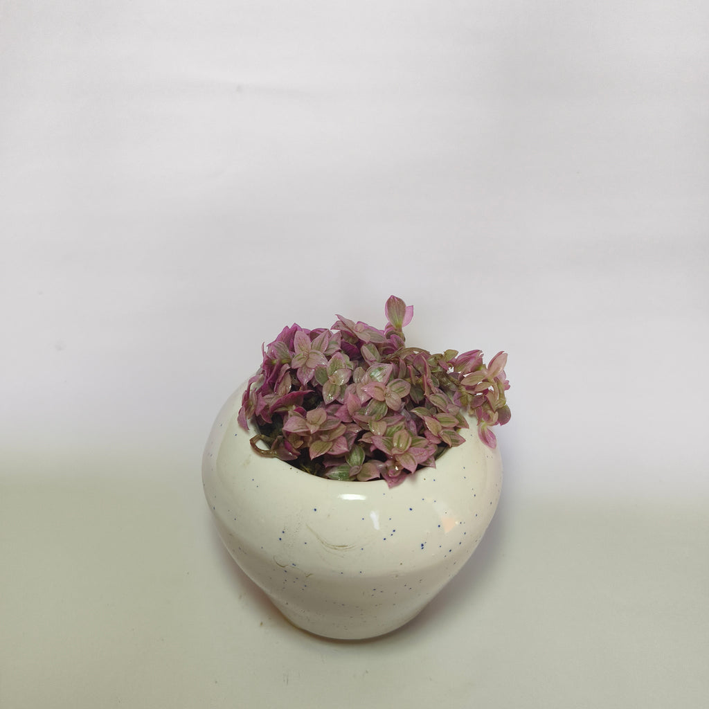 purple japnese stonecrop