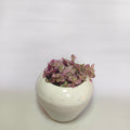 purple japnese stonecrop