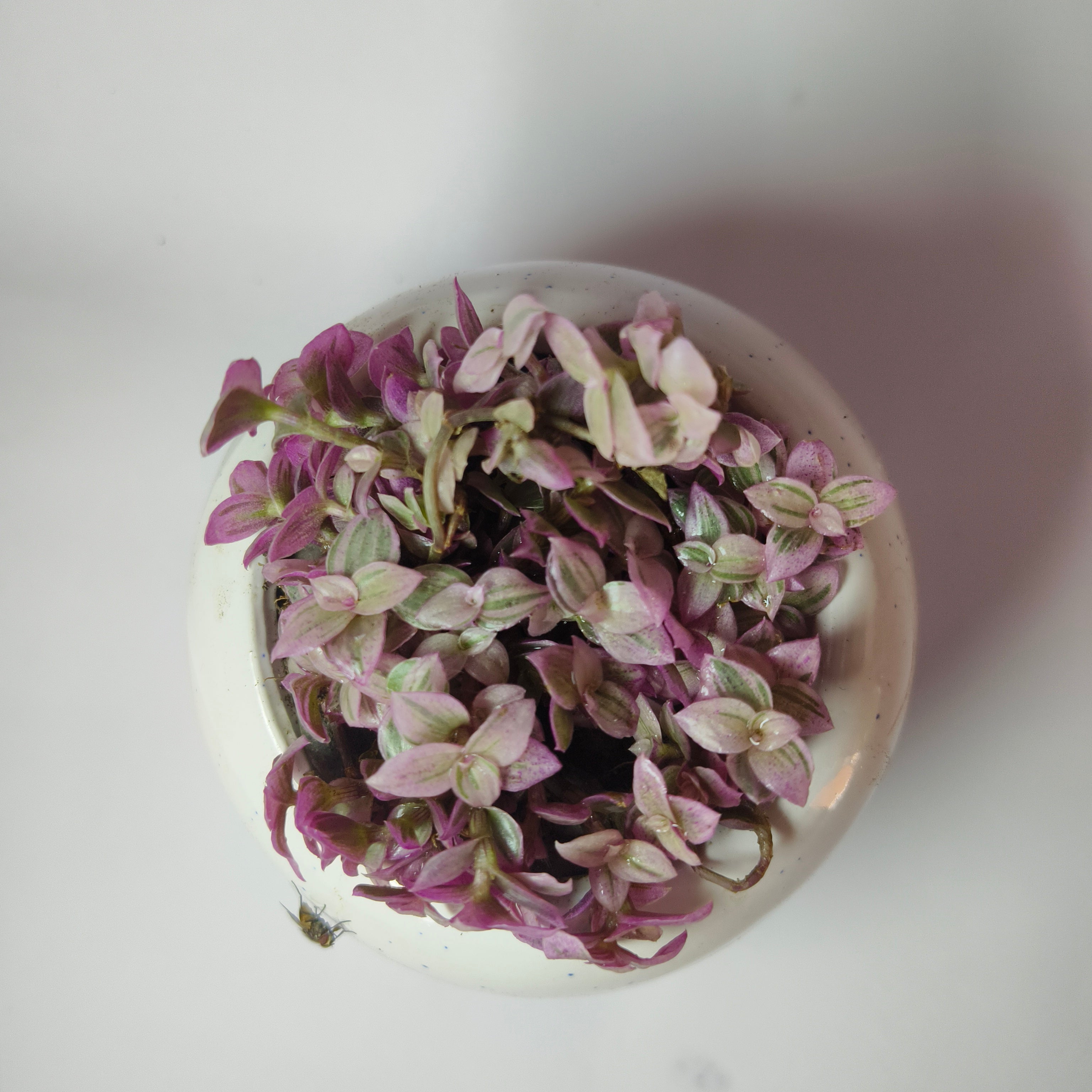 purple japnese stonecrop
