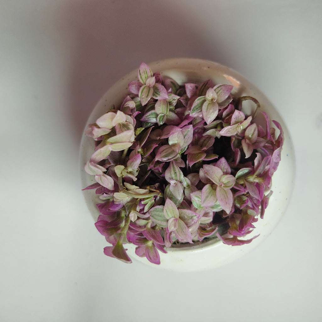 purple japnese stonecrop