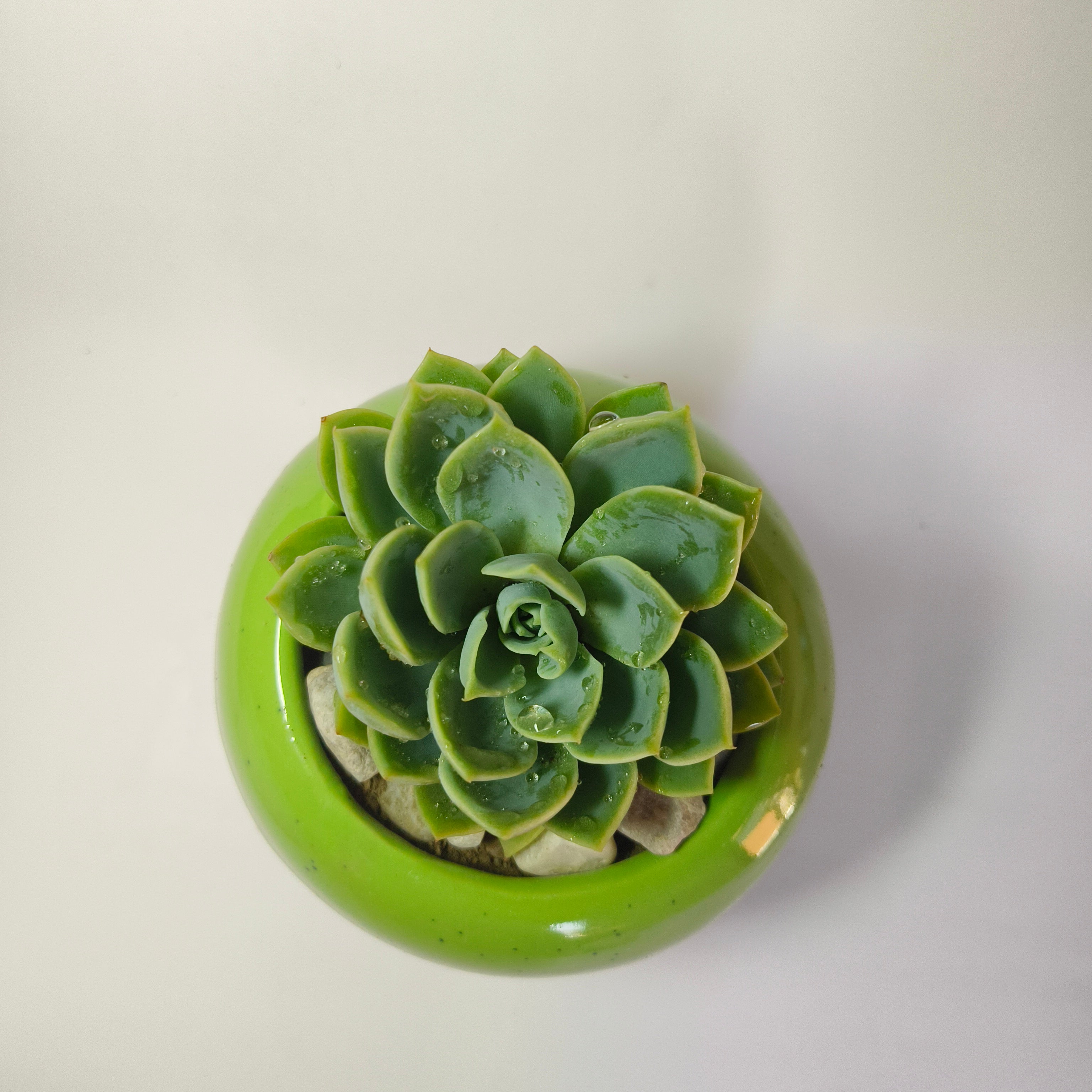 Echeveria Elegans ‘Pansy’