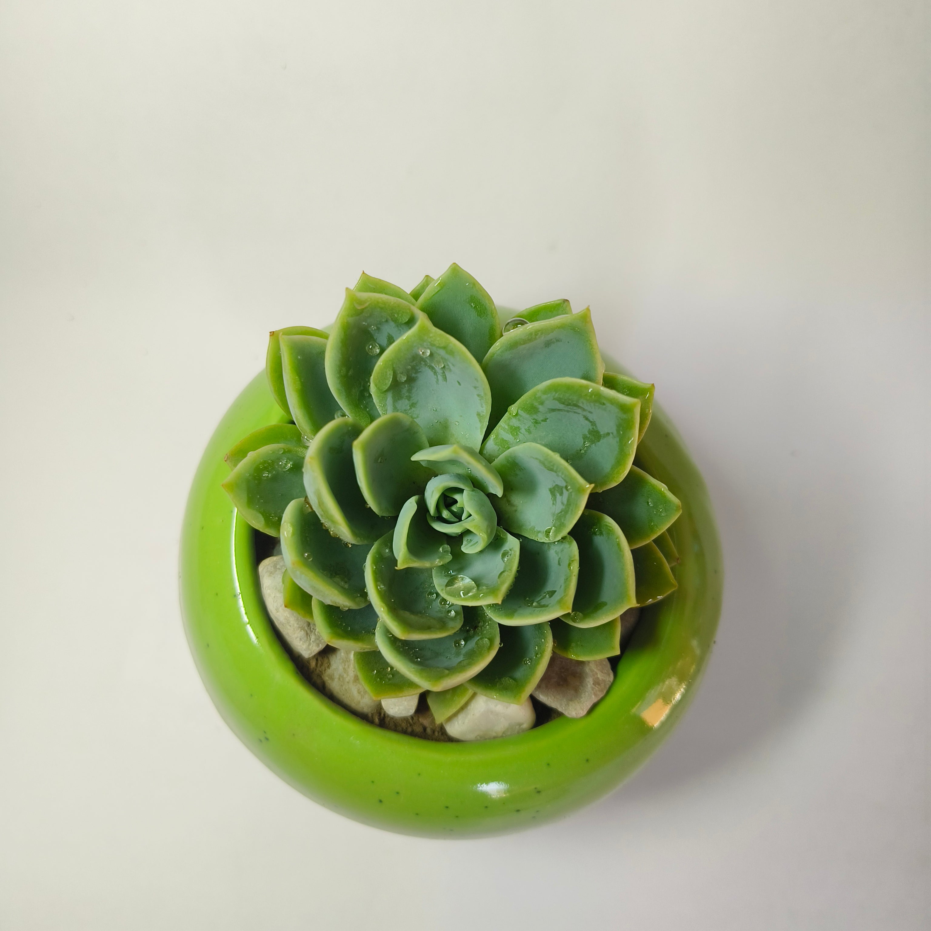 Echeveria Elegans ‘Pansy’