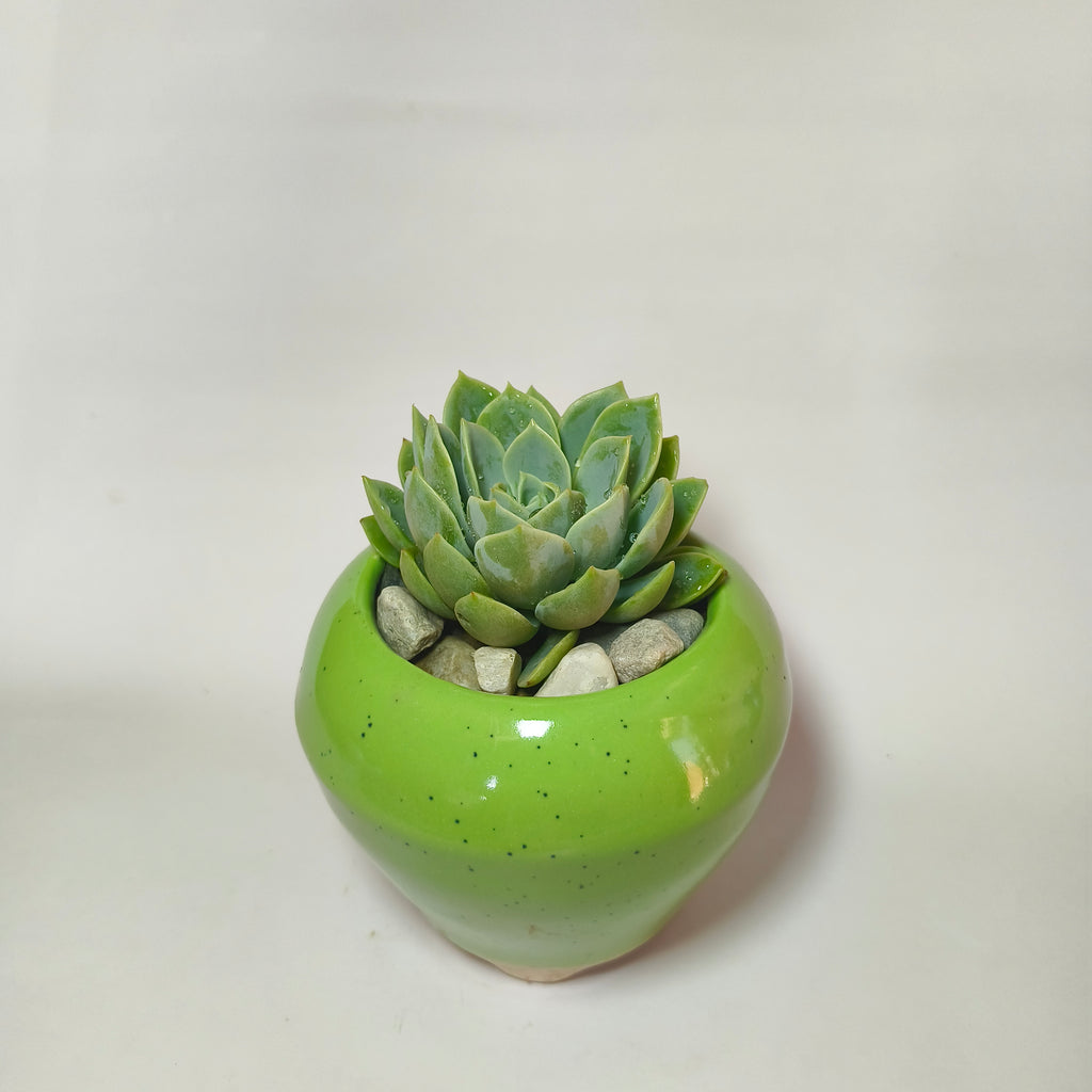 Echeveria Elegans ‘Pansy’