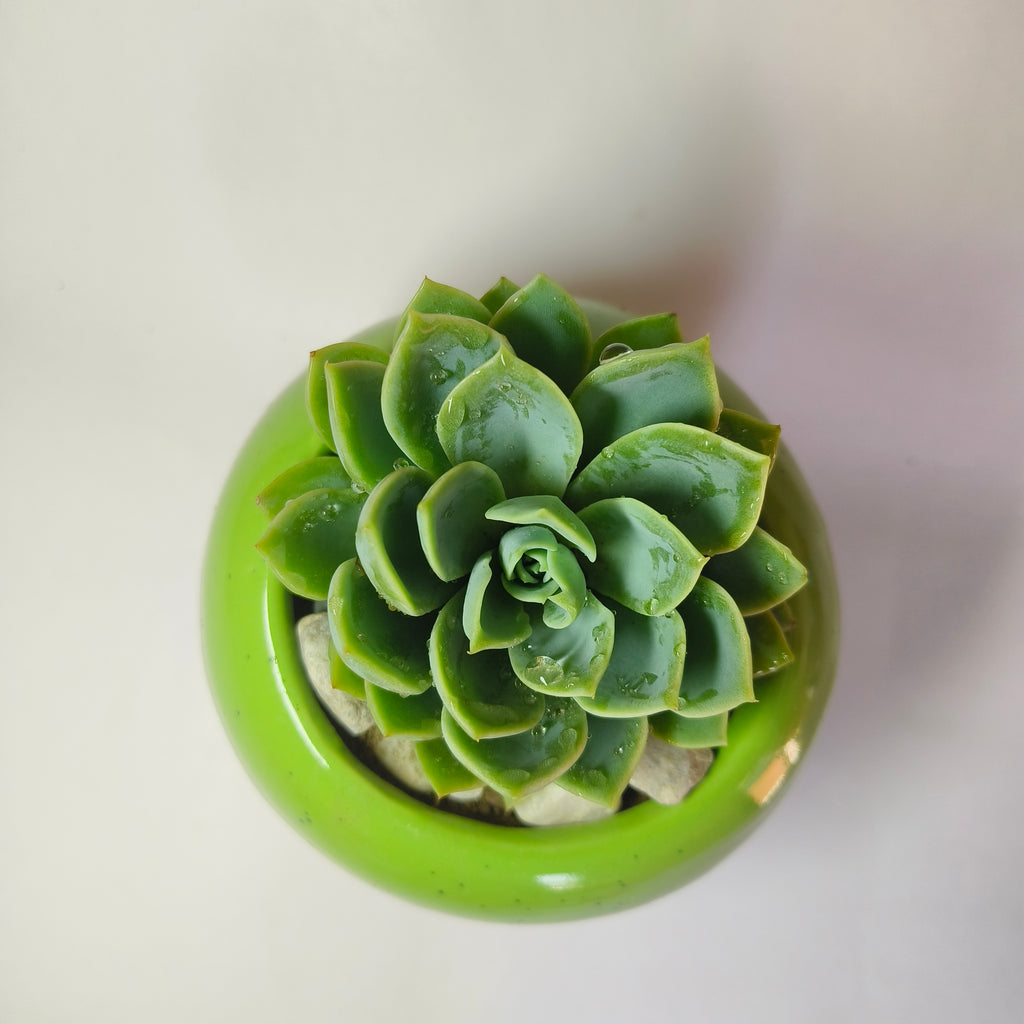 Echeveria Elegans ‘Pansy’