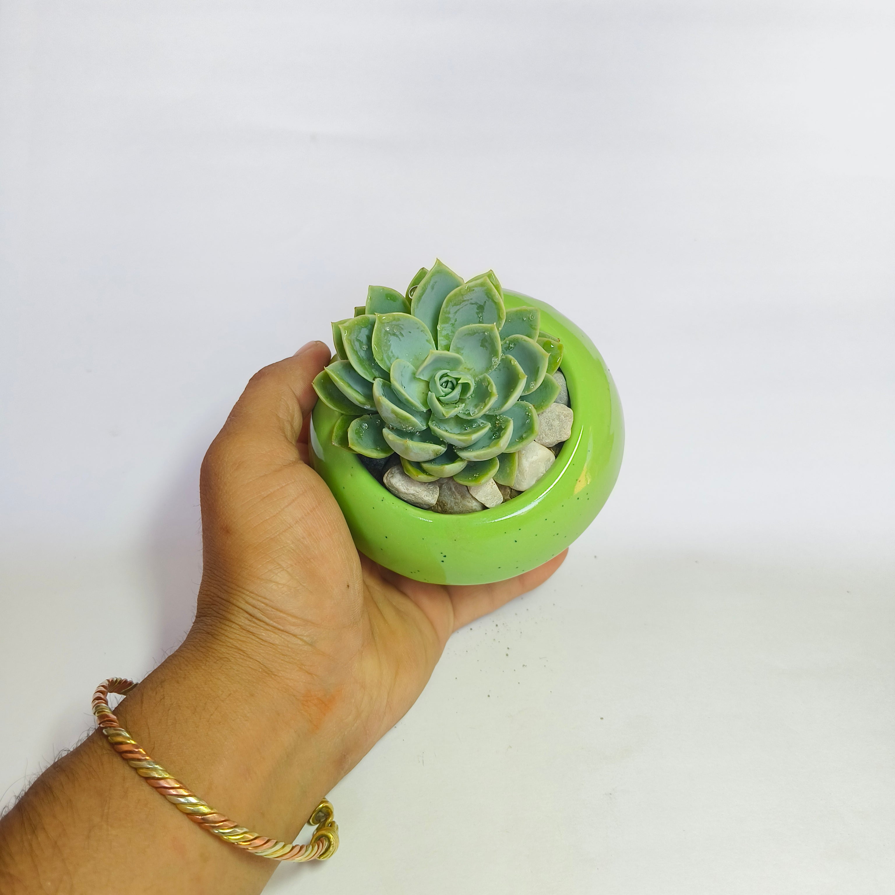 Echeveria Elegans ‘Pansy’