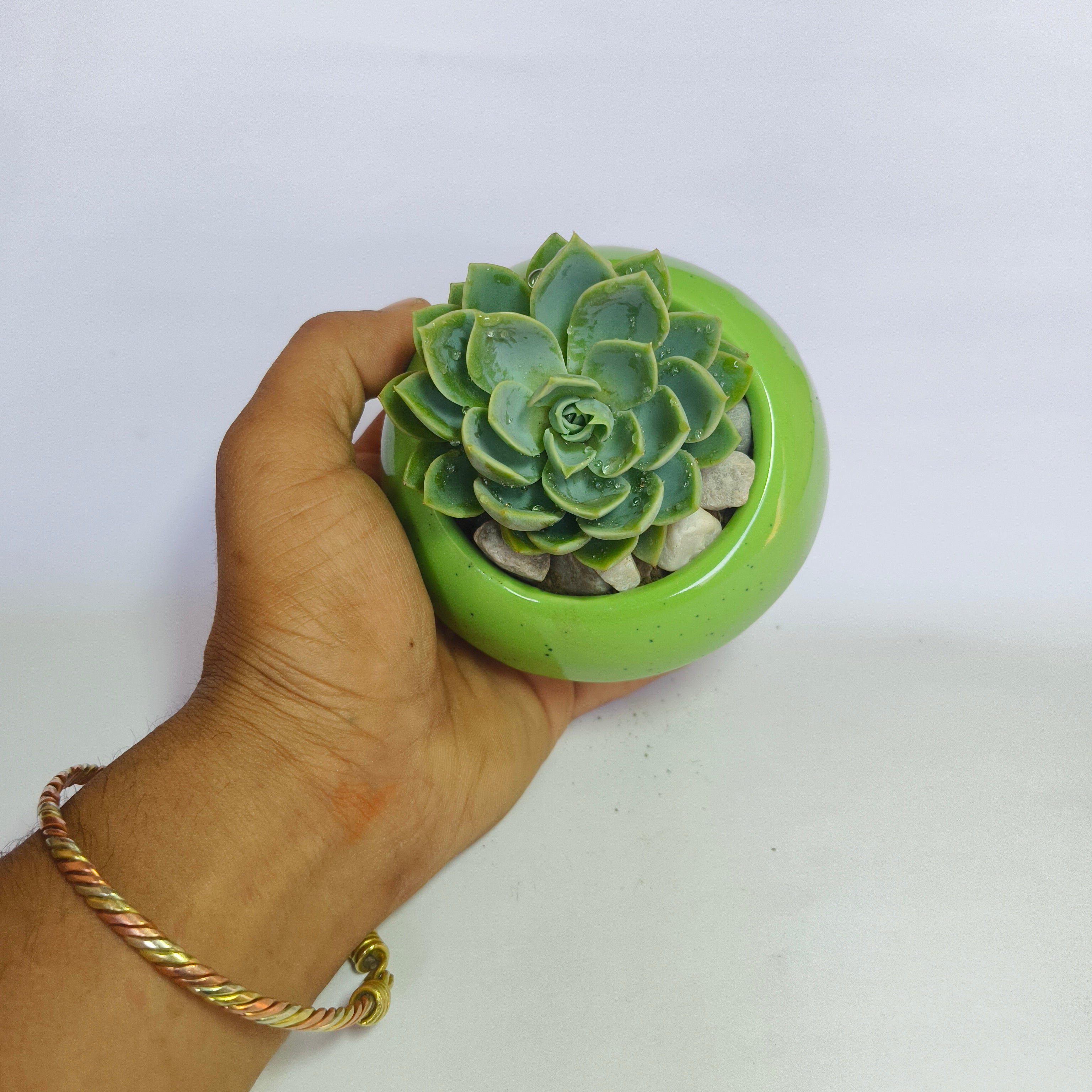 Echeveria Elegans ‘Pansy’