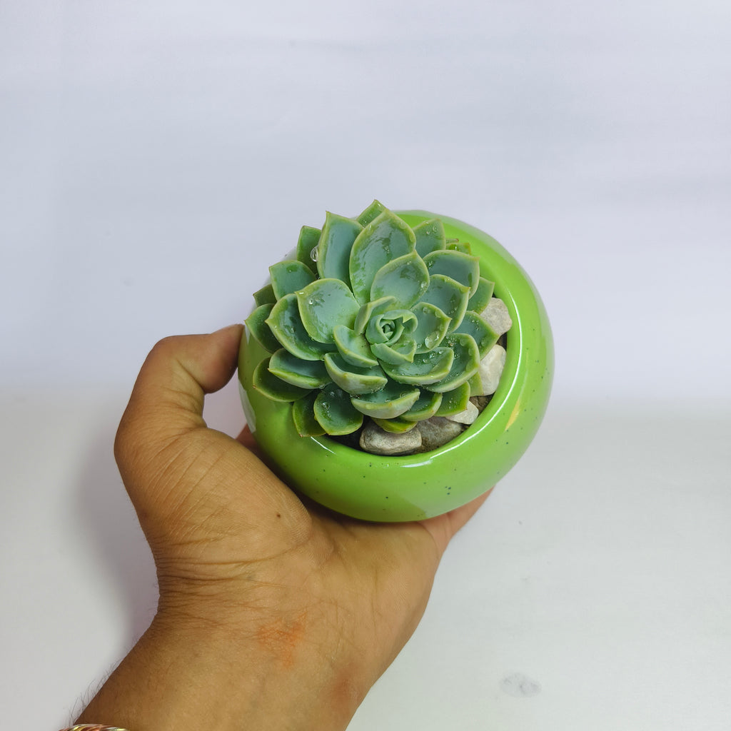 Echeveria Elegans ‘Pansy’