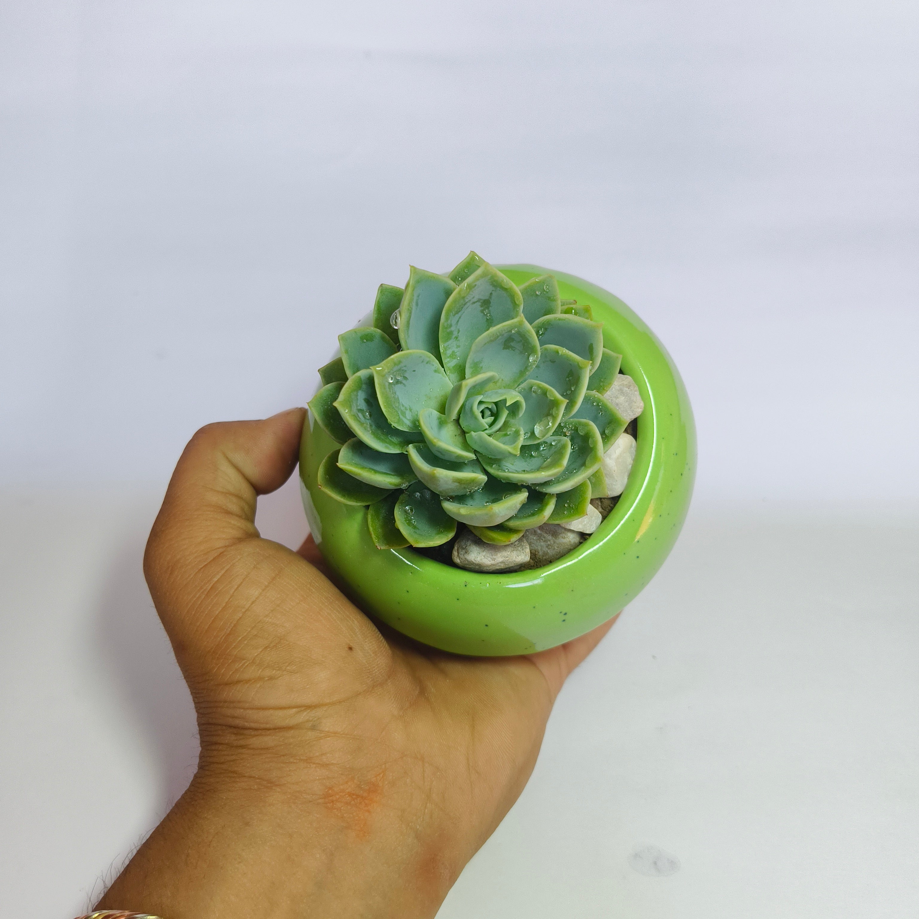 Echeveria Elegans ‘Pansy’