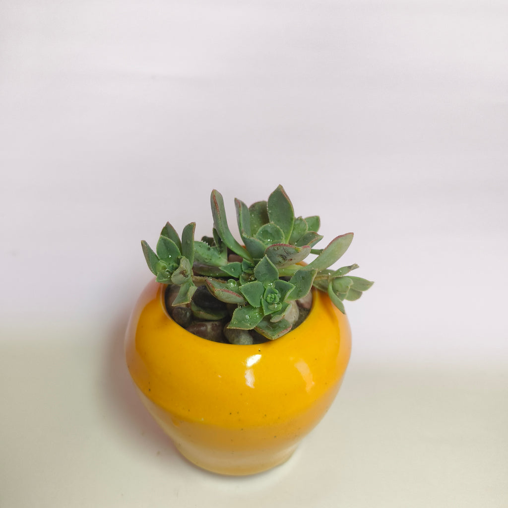 Aeonium Haworthii