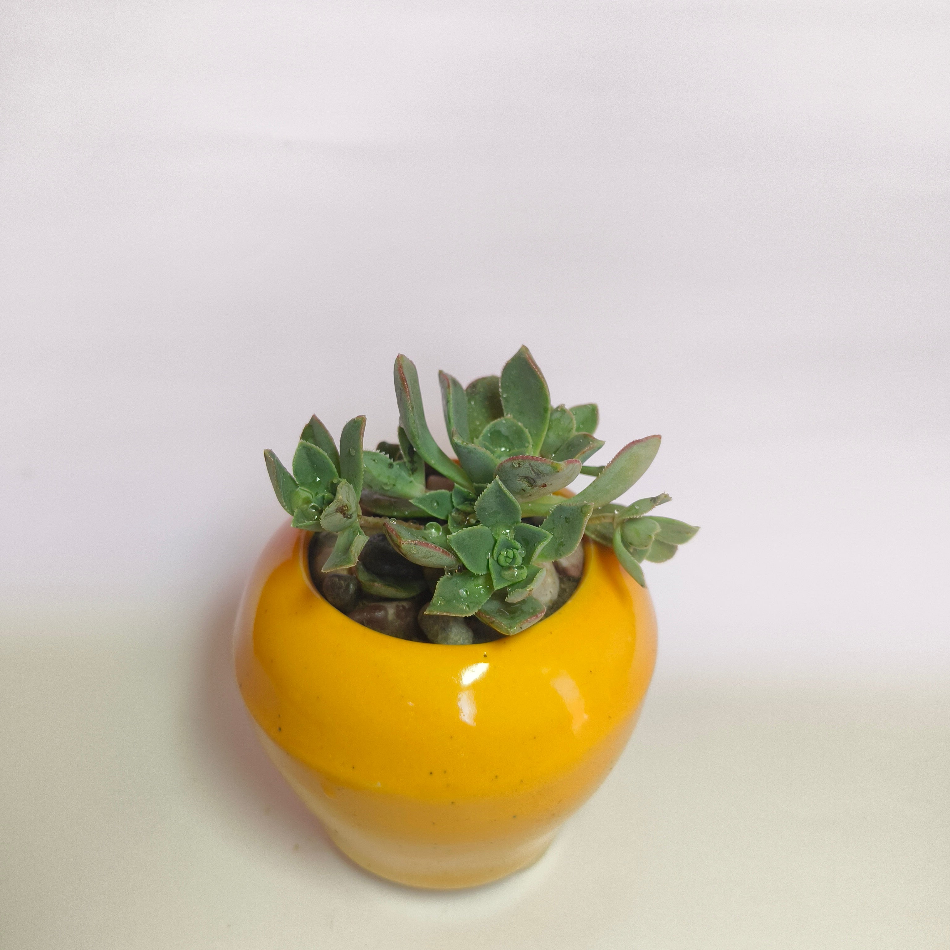 Aeonium Haworthii
