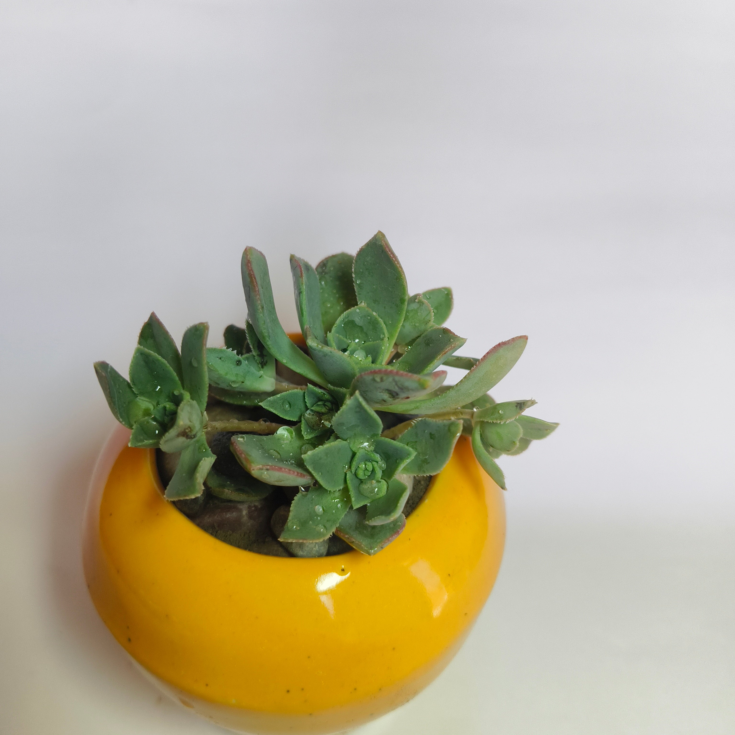 Aeonium Haworthii