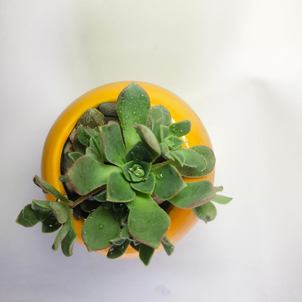 Aeonium Haworthii