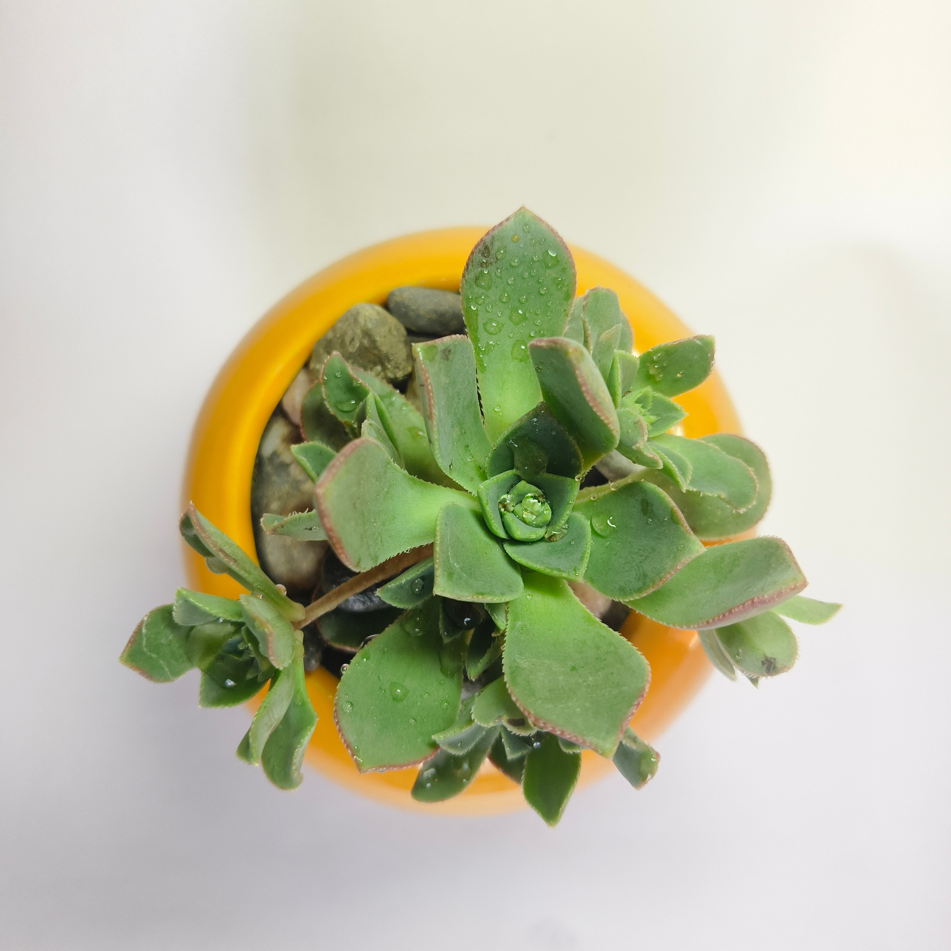 Aeonium Haworthii