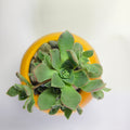 Aeonium Haworthii