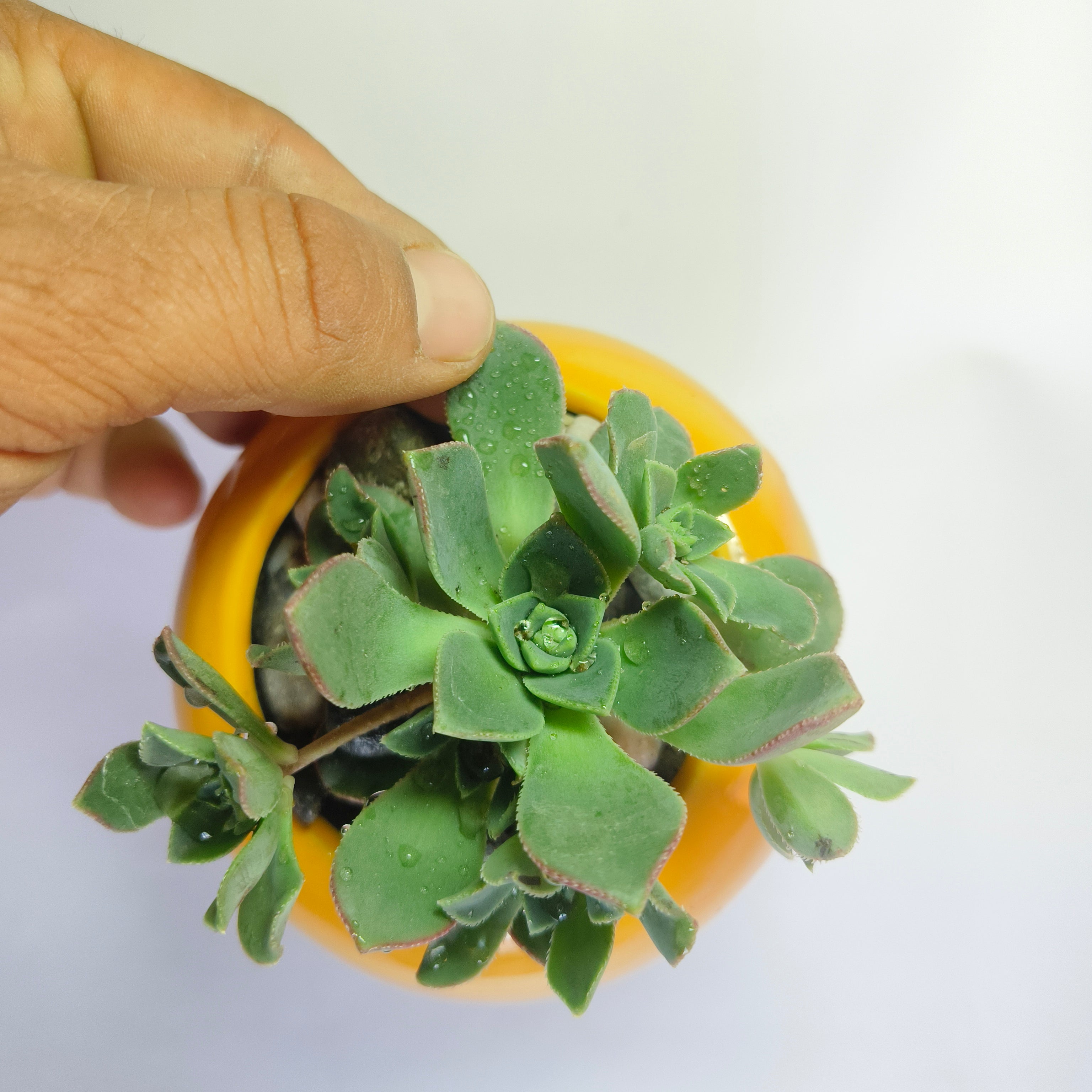 Aeonium Haworthii