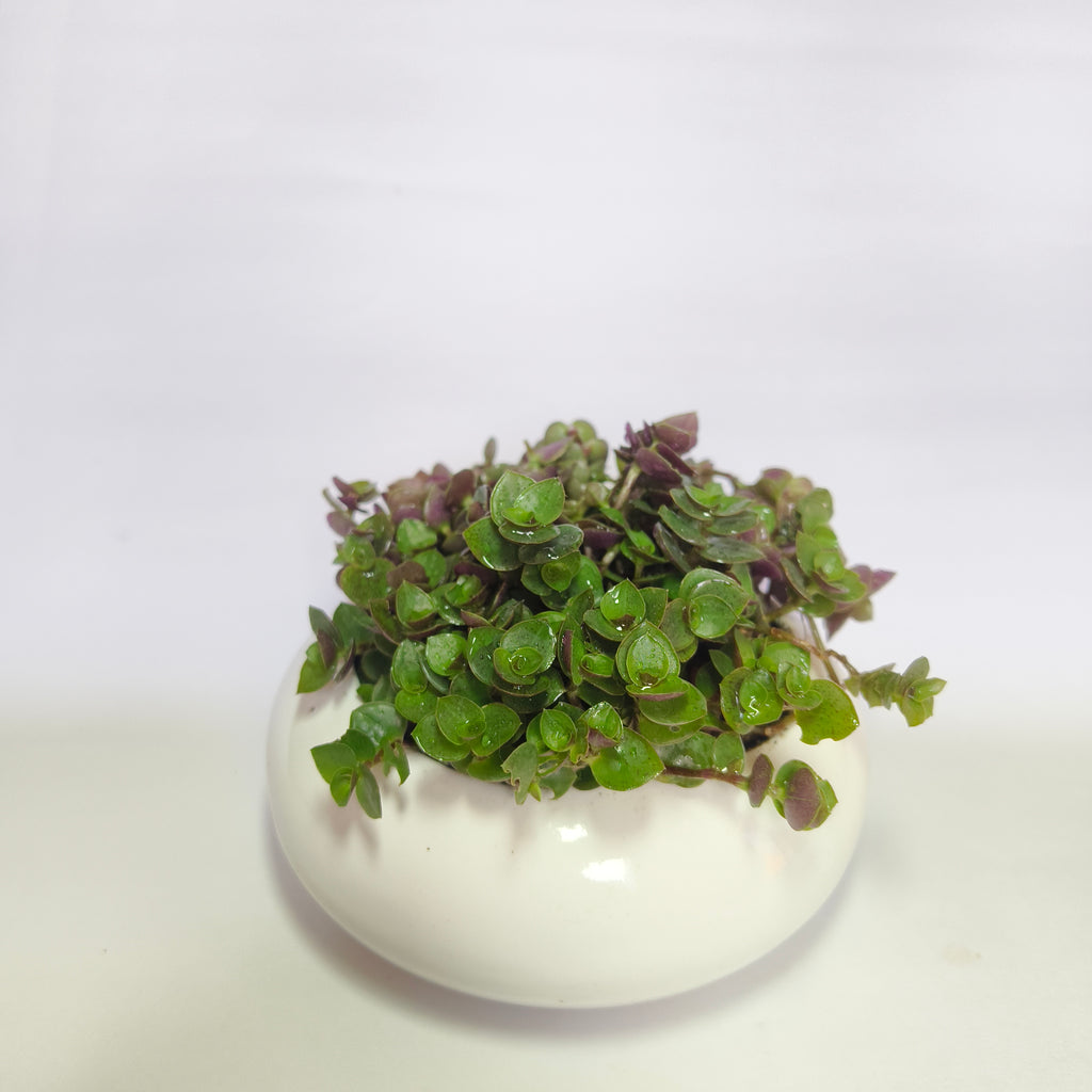 chinese stonecrop