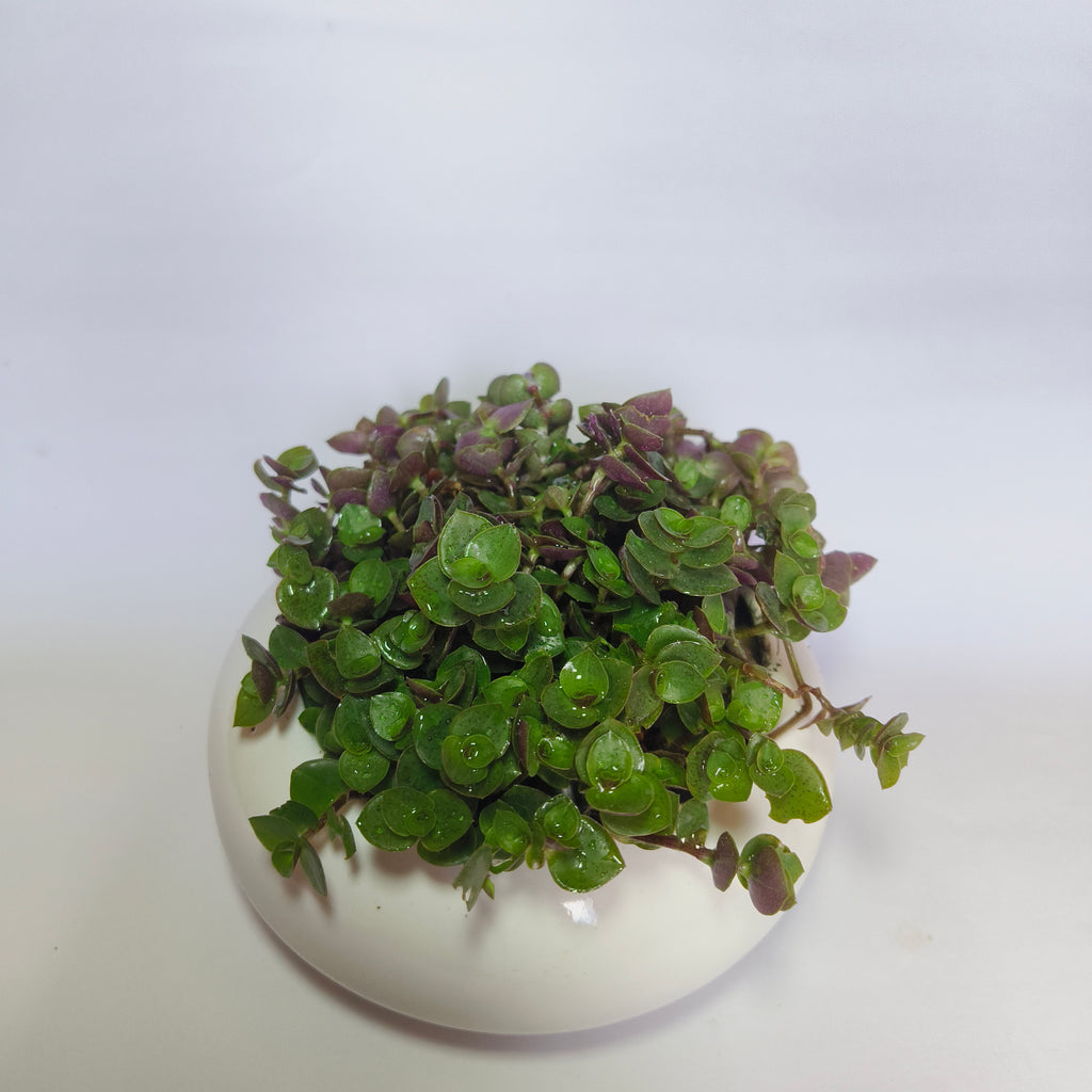 chinese stonecrop
