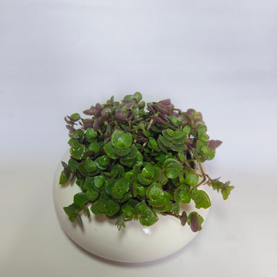 chinese stonecrop