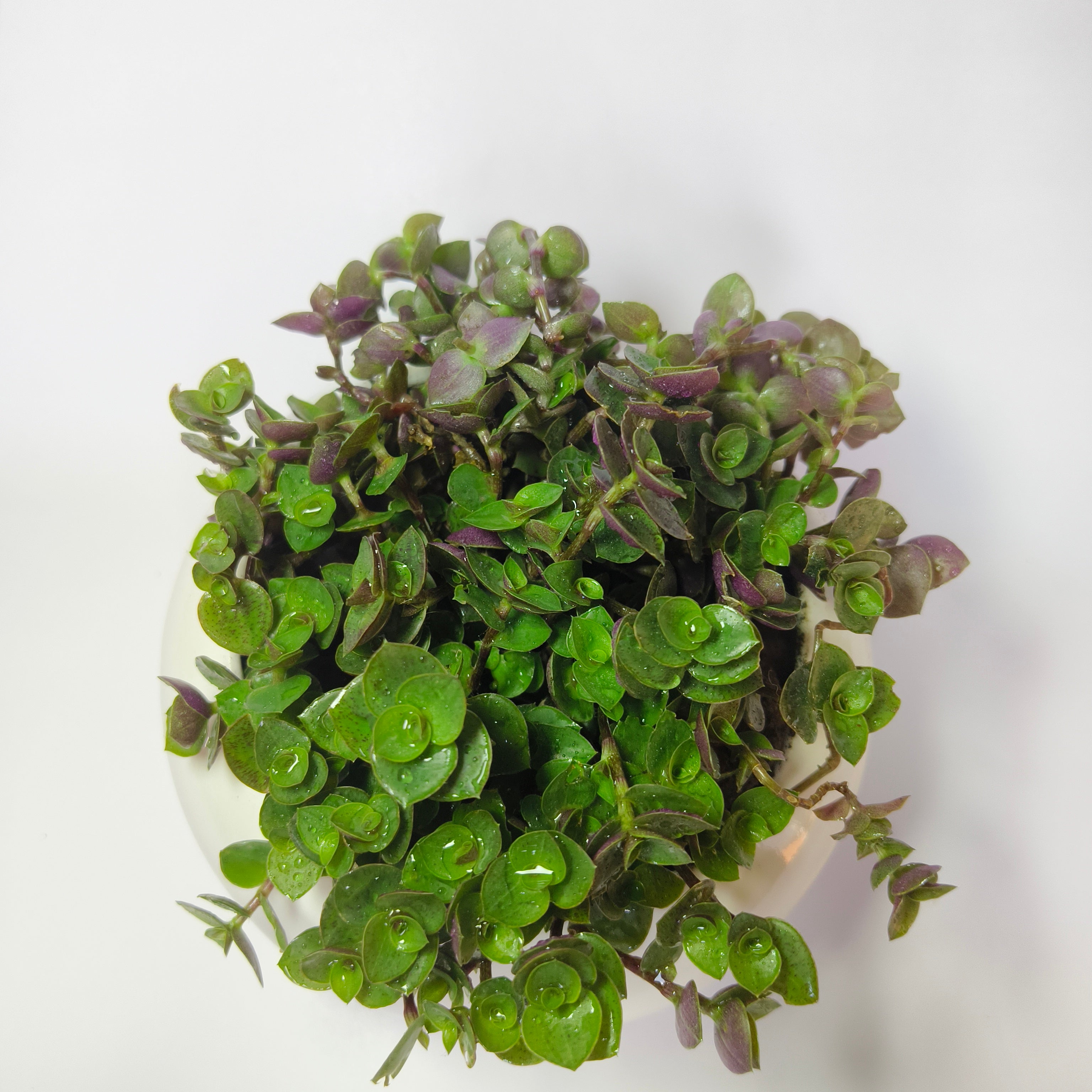 chinese stonecrop