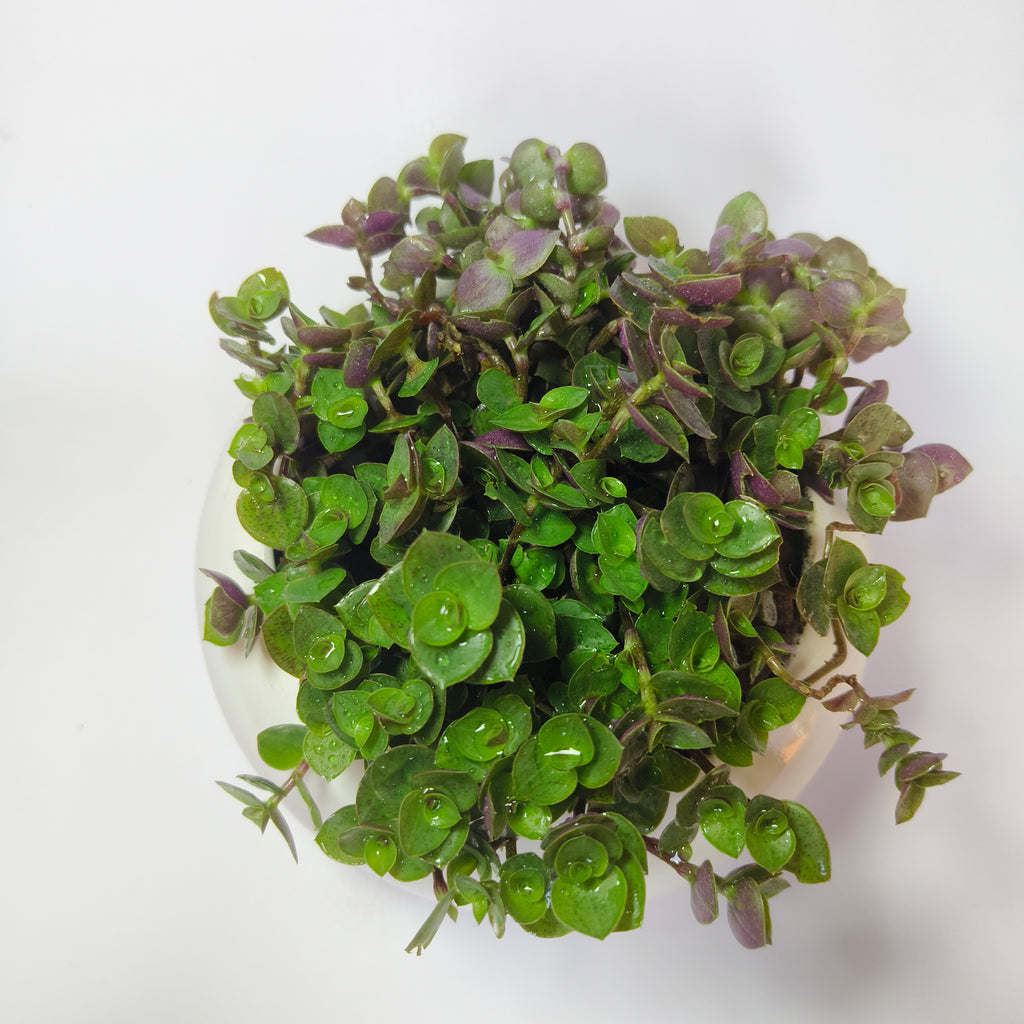 chinese stonecrop