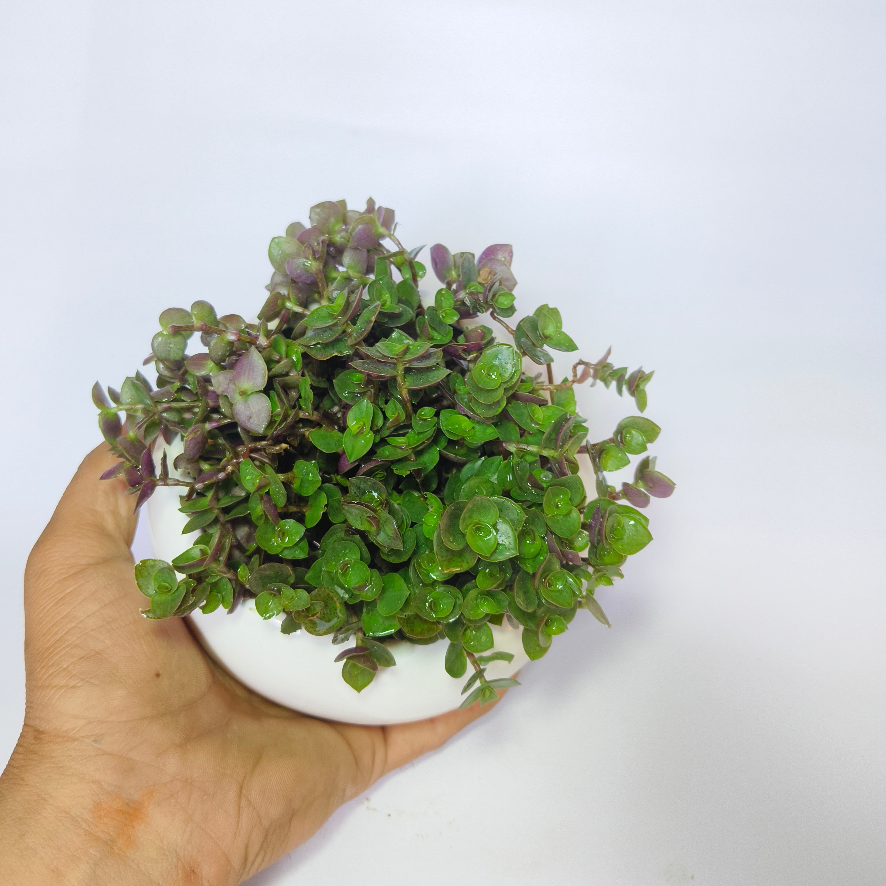 chinese stonecrop
