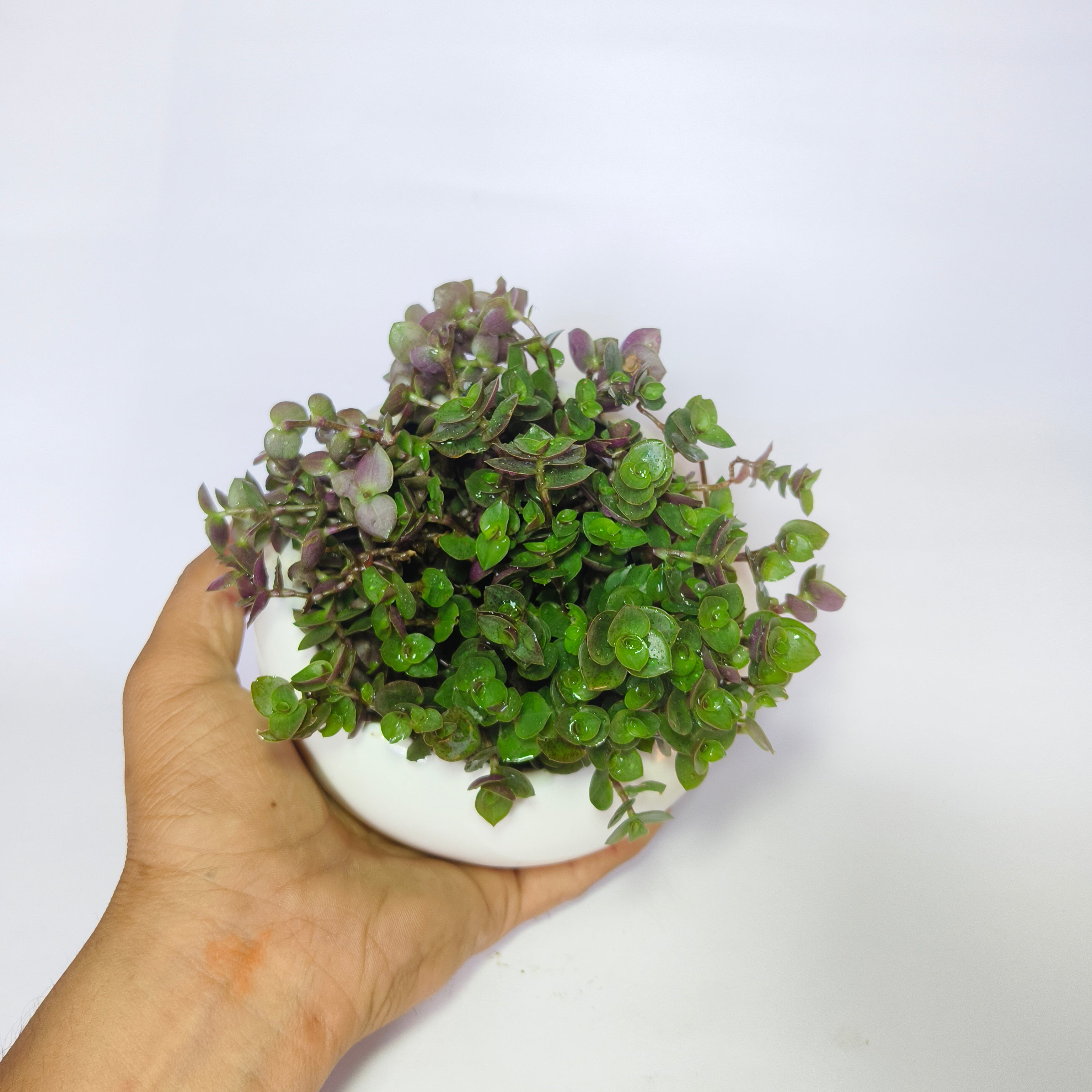 chinese stonecrop
