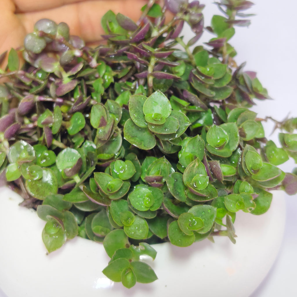 chinese stonecrop