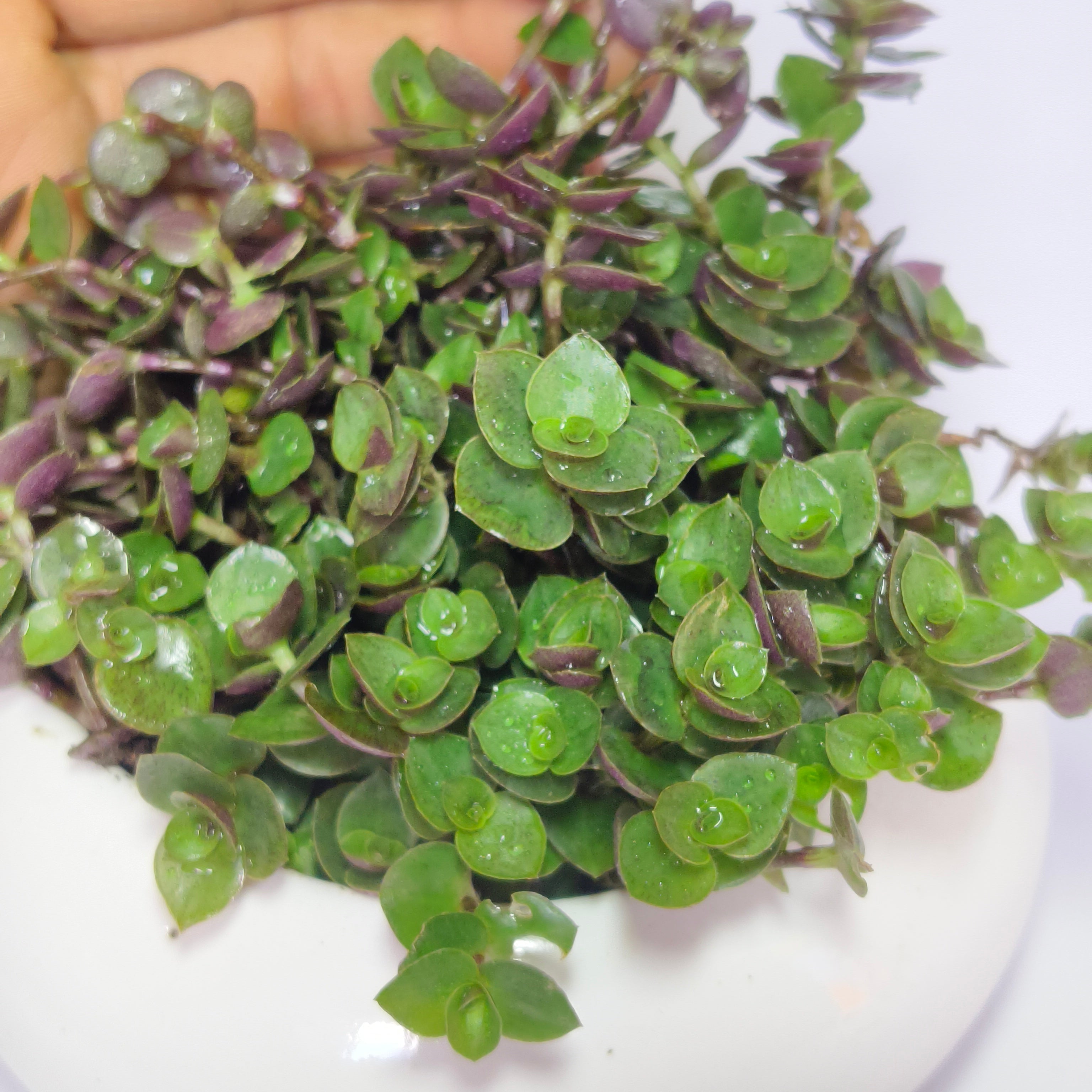 chinese stonecrop