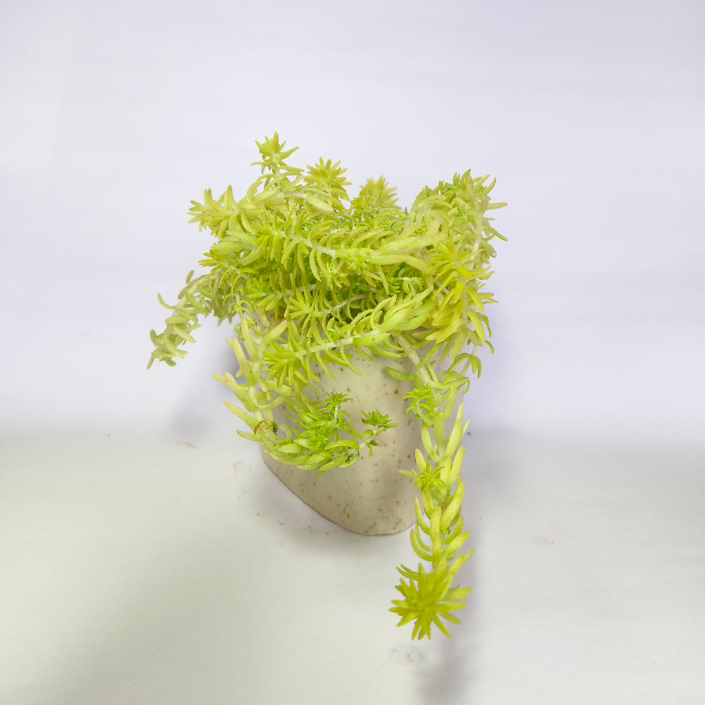 Golden moss
