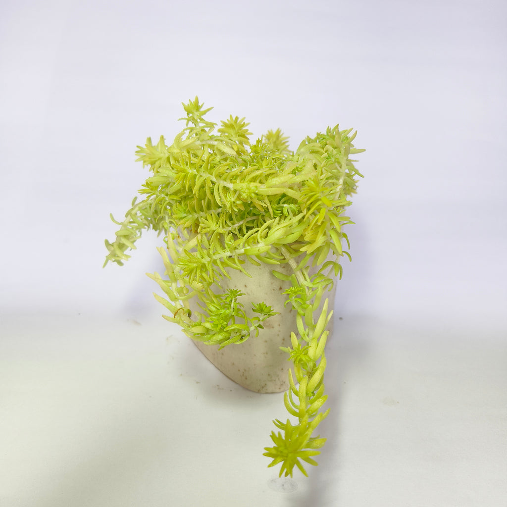 Golden moss