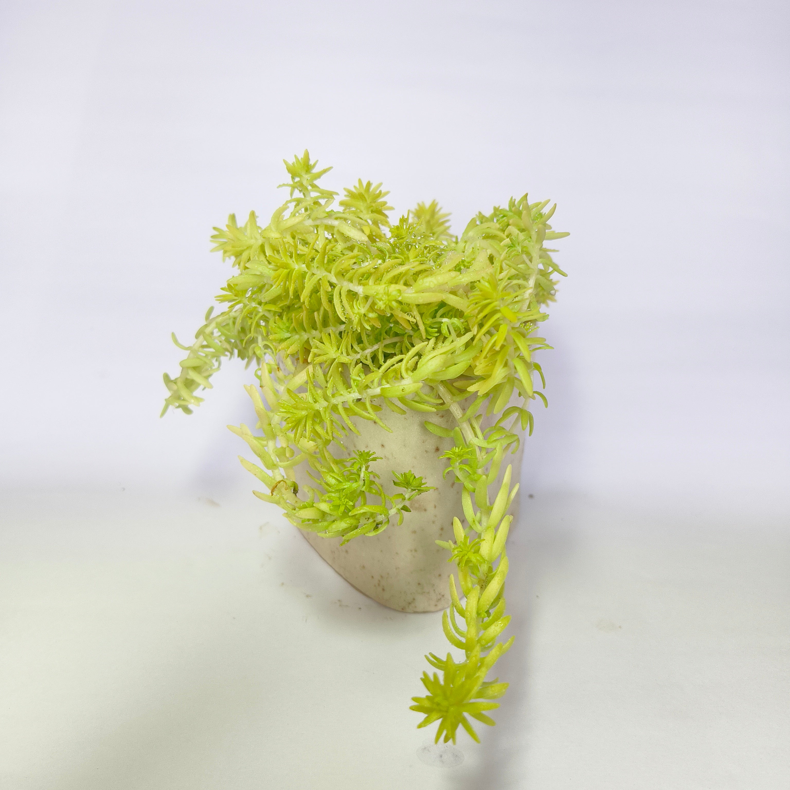 Golden moss