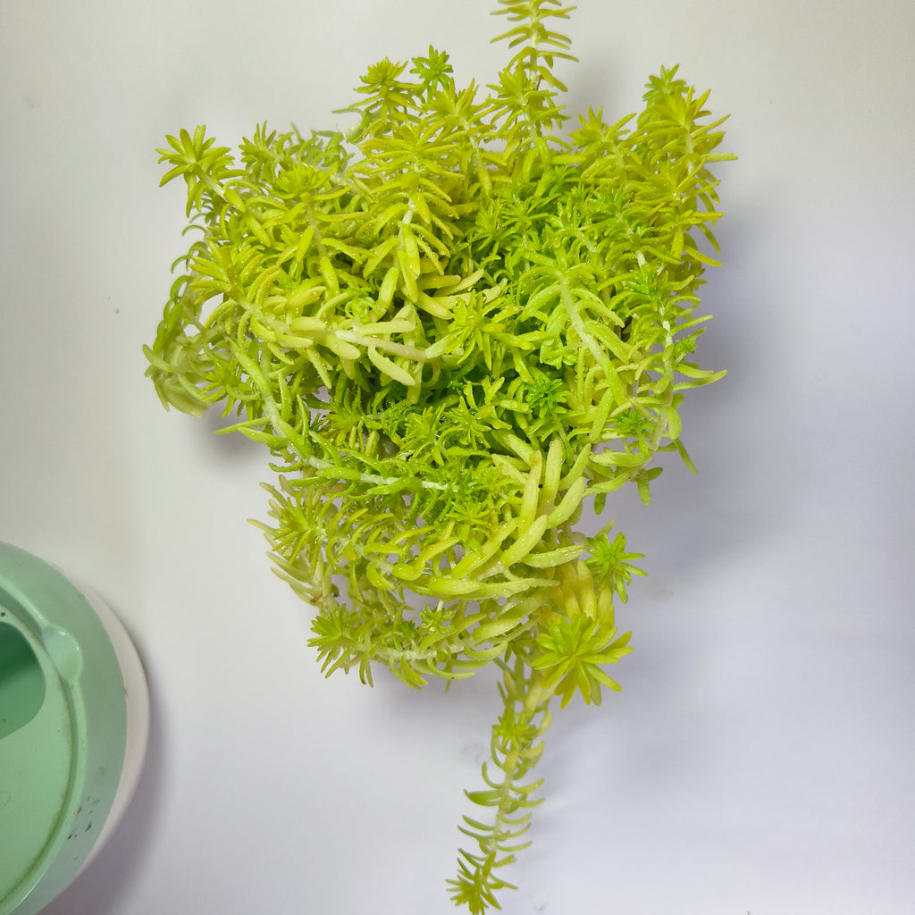 Golden moss