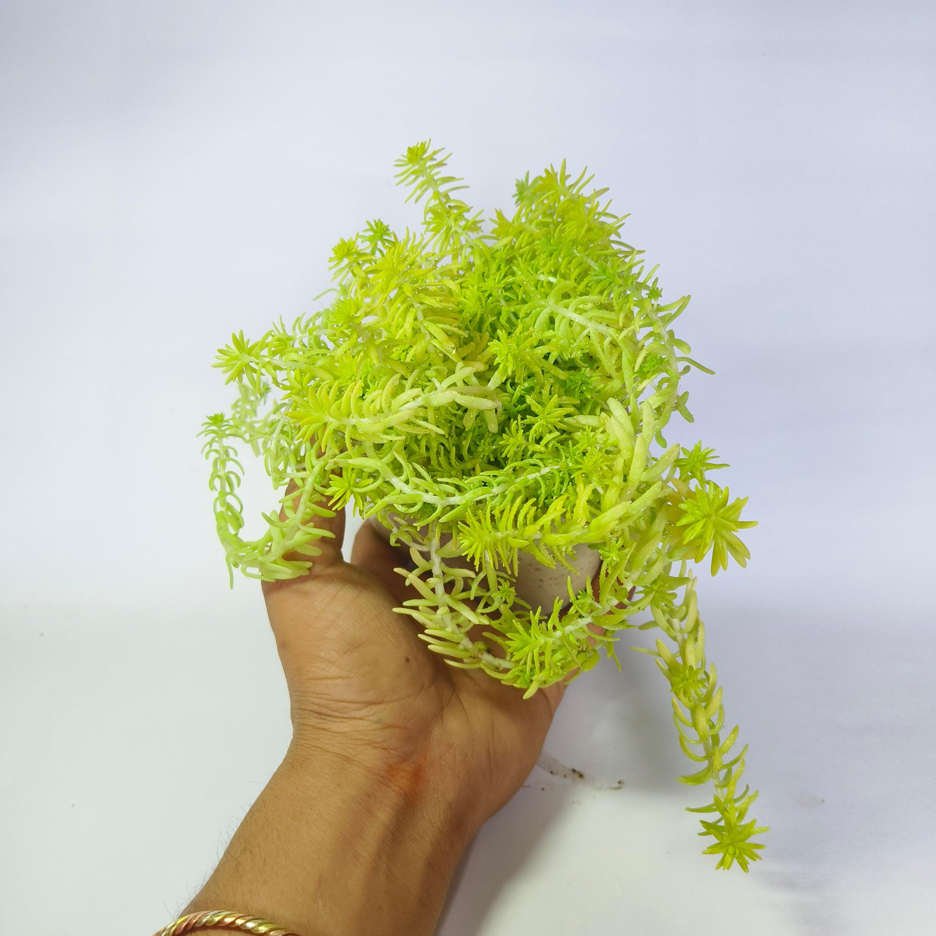 Golden moss