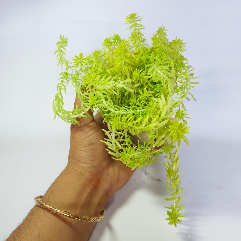 Golden moss
