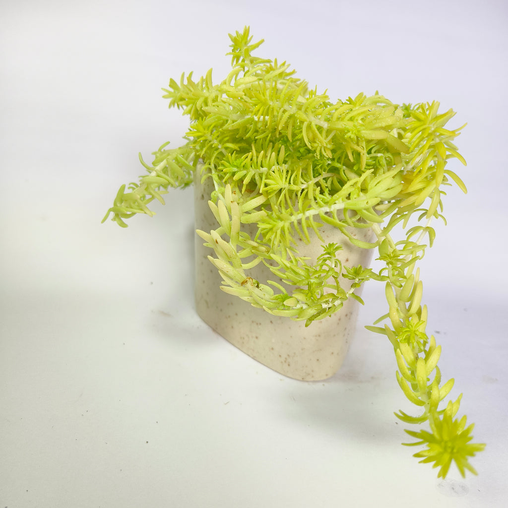 Golden moss