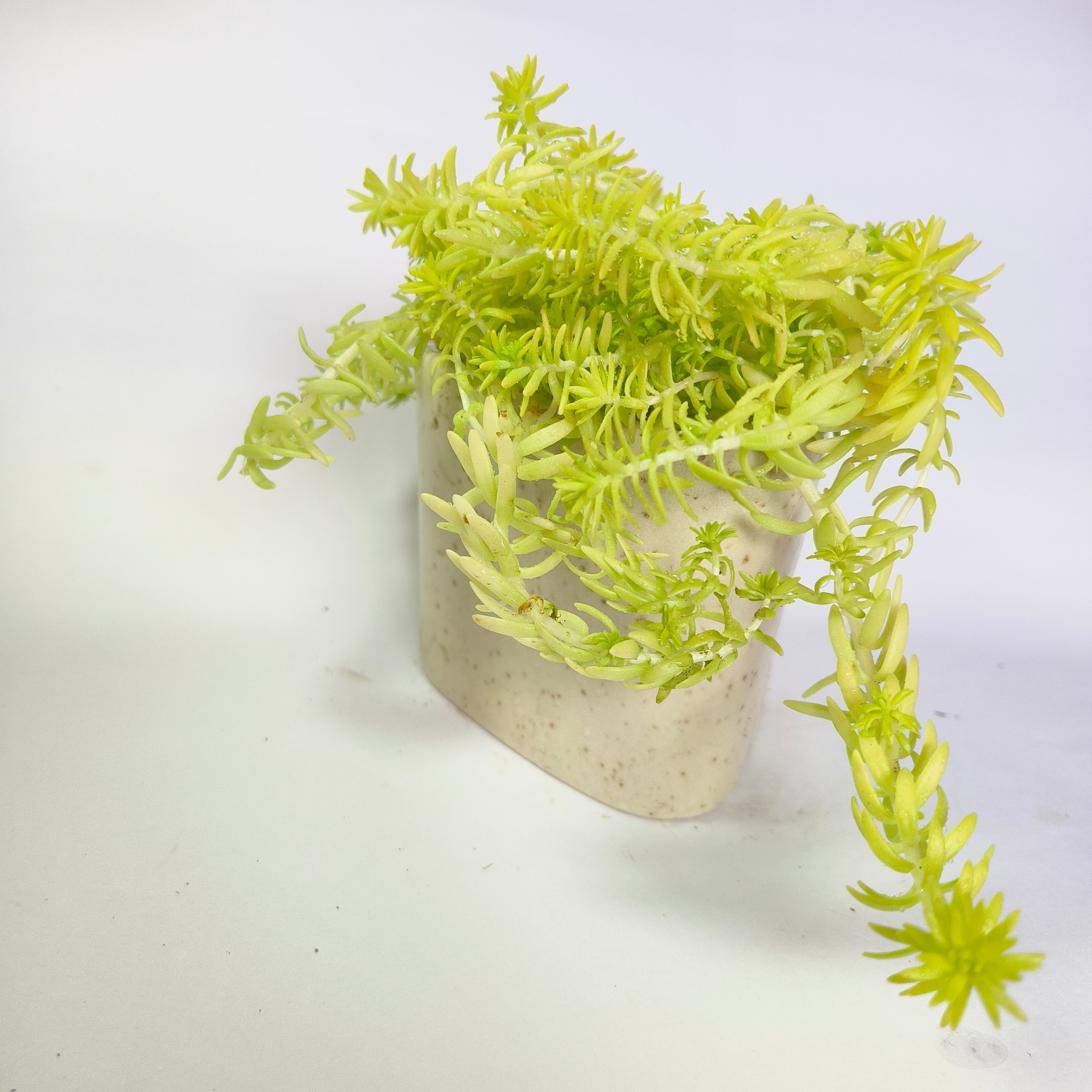 Golden moss