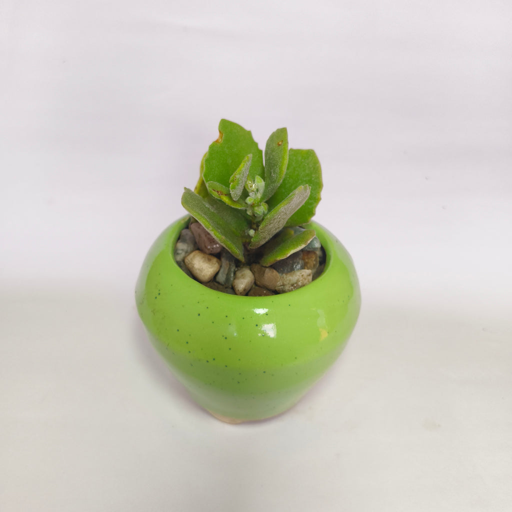 Kalanchoe millotii