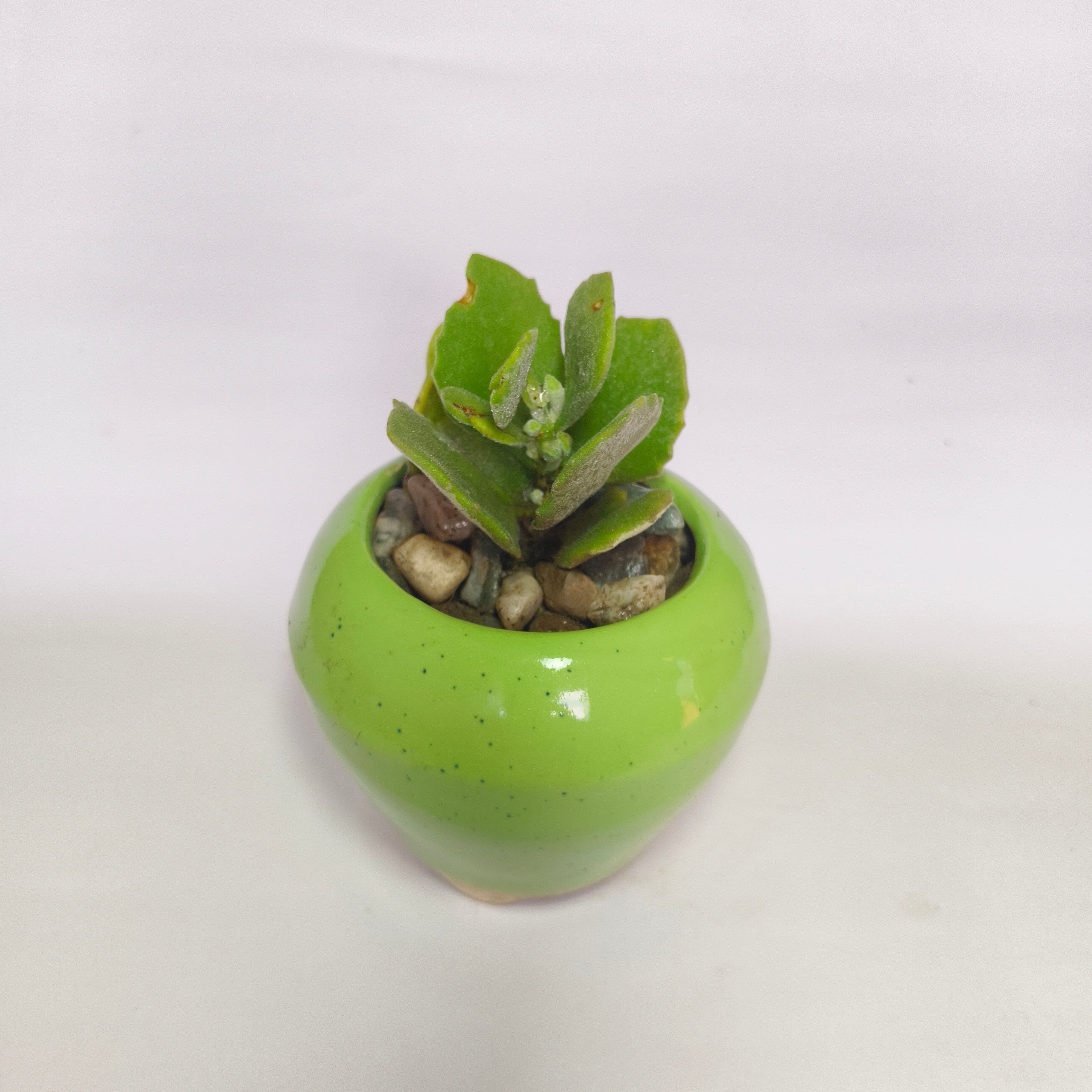 Kalanchoe millotii