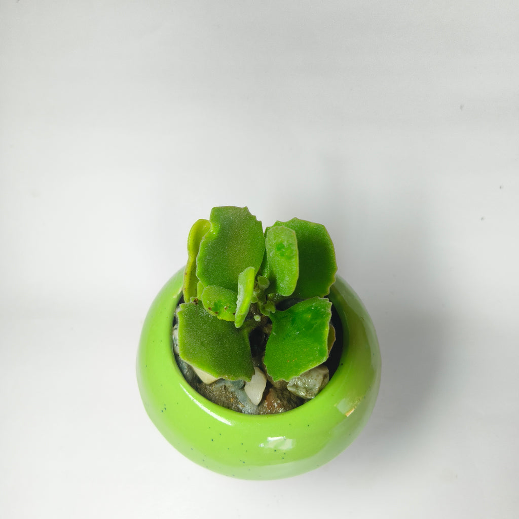 Kalanchoe millotii