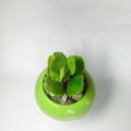 Kalanchoe millotii