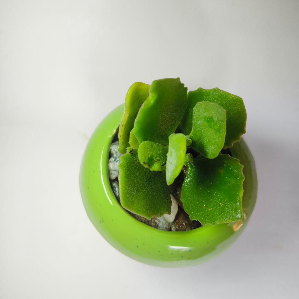 Kalanchoe millotii